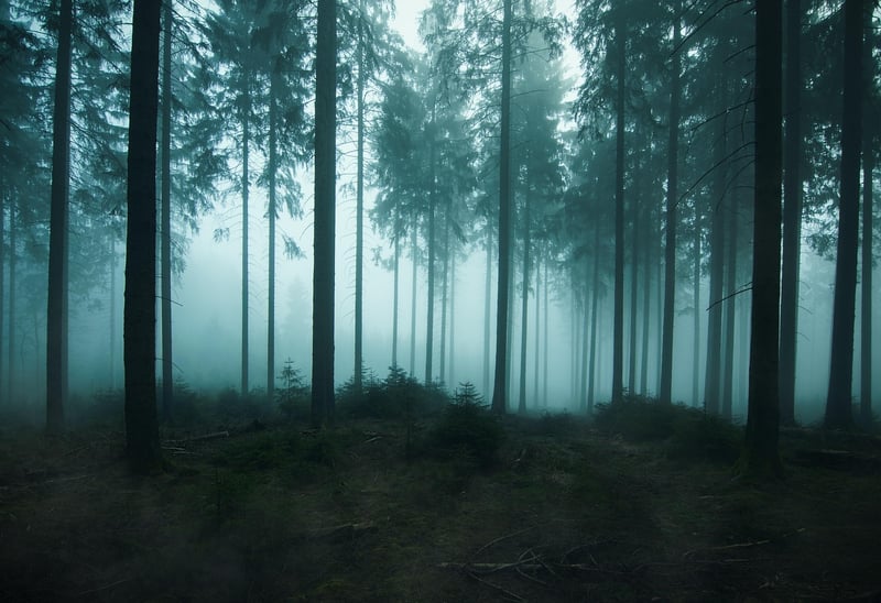 Enchanted Forest Portraits