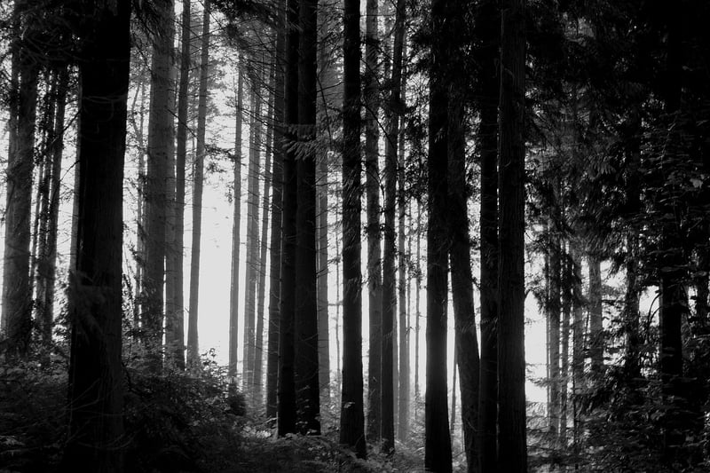 Black Forest, Germany